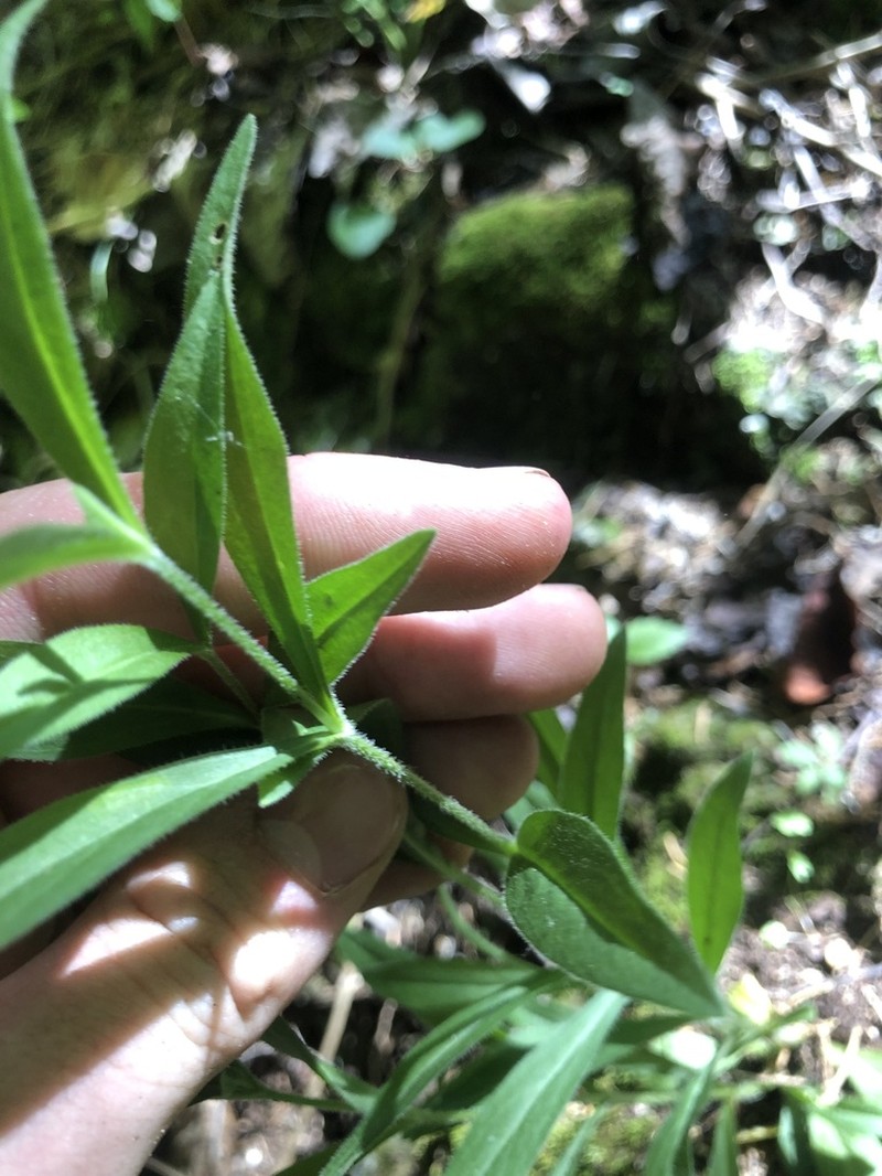 Sticky Catchfly photo 6