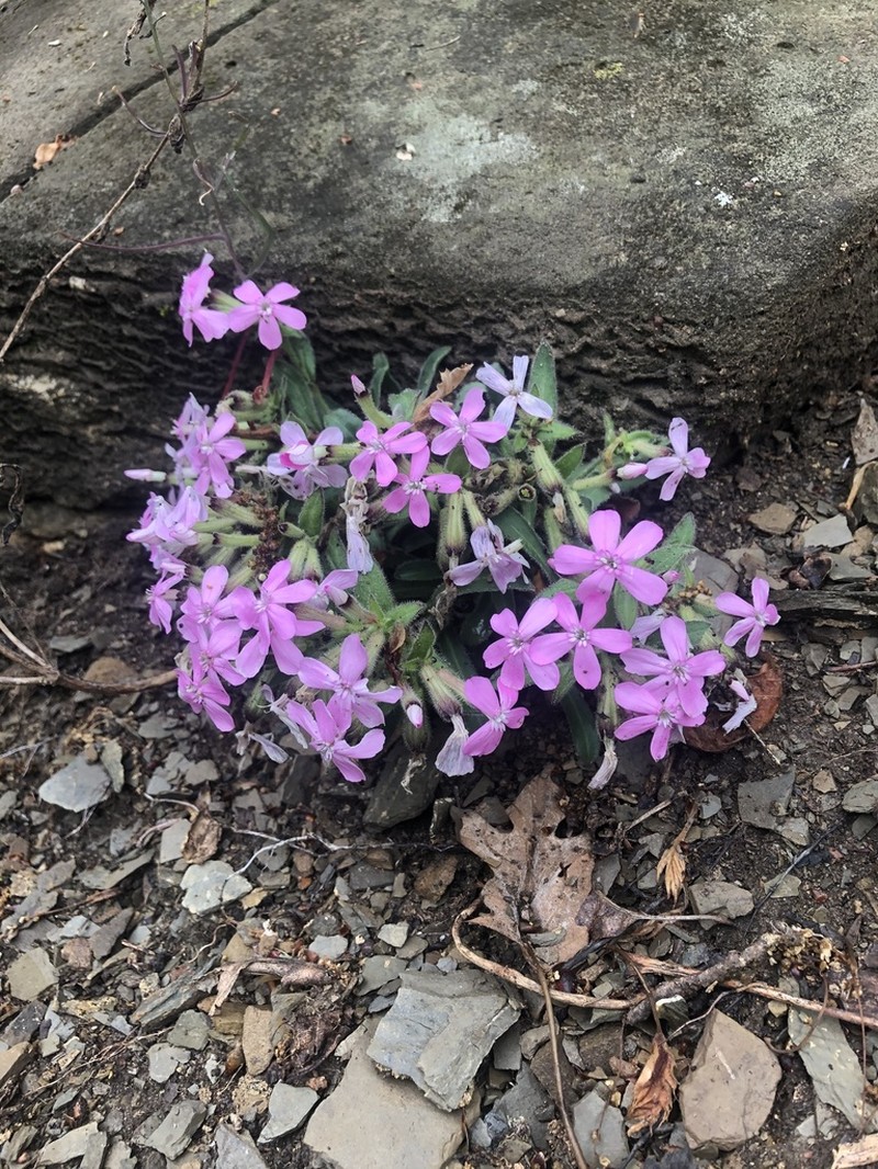 Sticky Catchfly photo 7