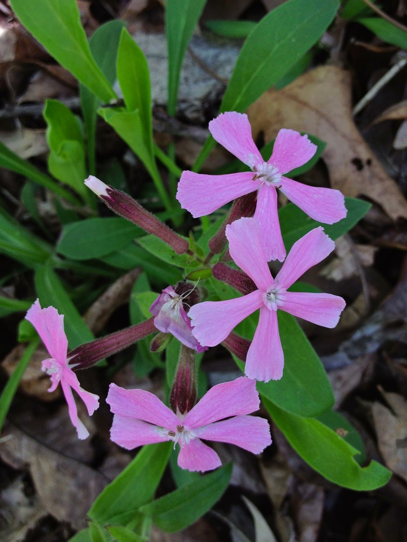 Sticky Catchfly