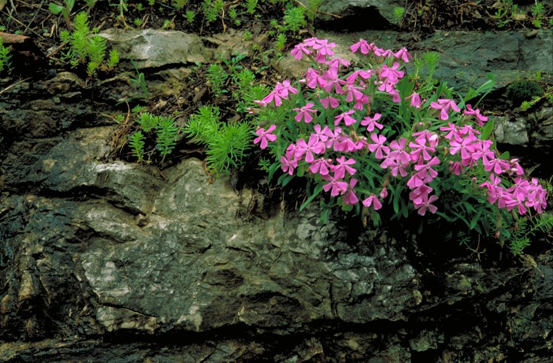 Sticky Catchfly photo 2