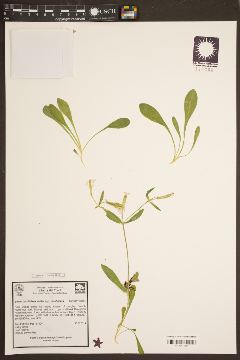 Silene caroliniana subsp. caroliniana photo 2