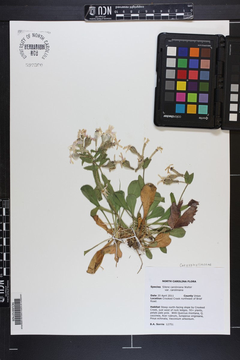 Silene caroliniana subsp. caroliniana photo 3