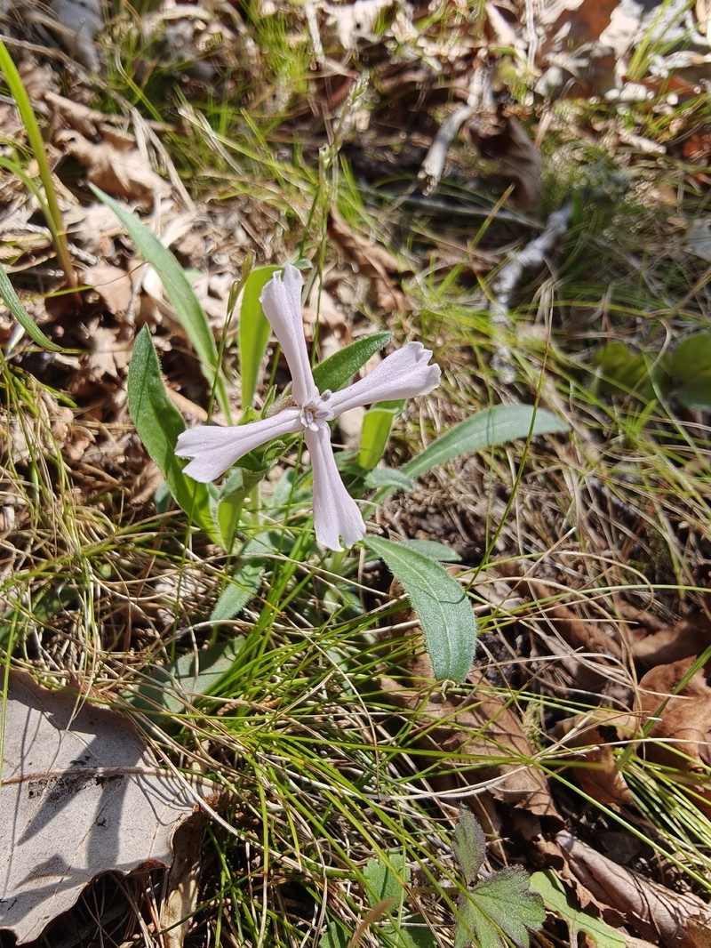 Silene caroliniana subsp. pensylvanica