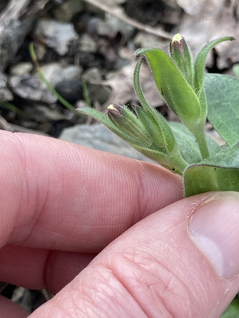 Silene caroliniana subsp. pensylvanica photo 2