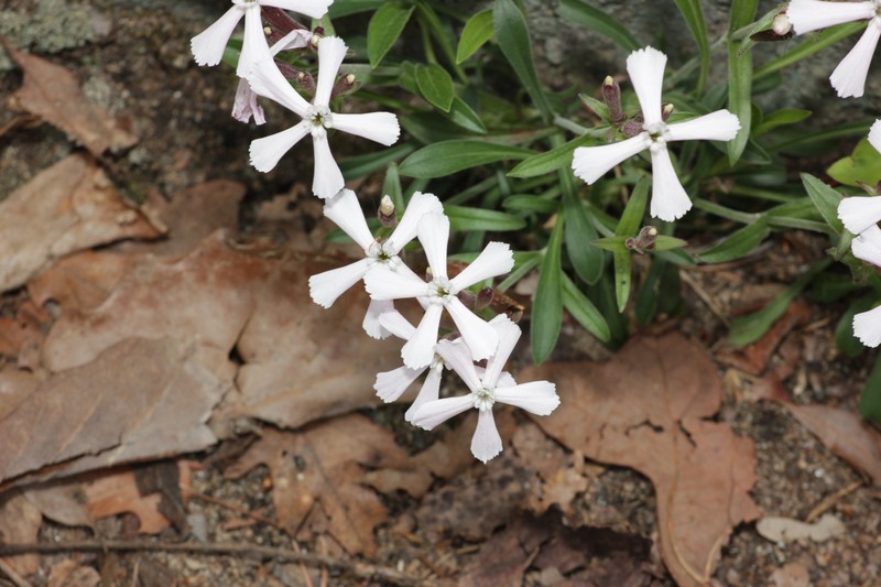 Silene caroliniana subsp. pensylvanica photo 3