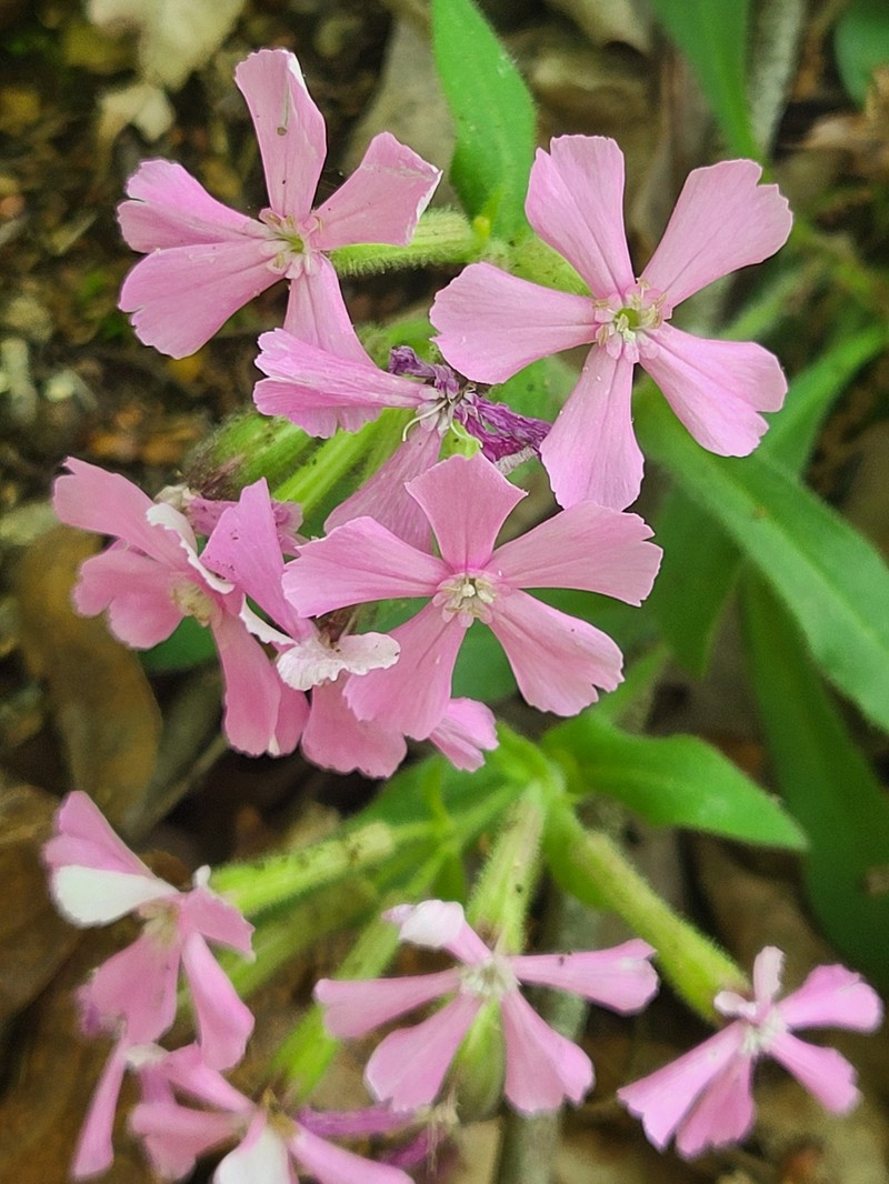 Silene caroliniana subsp. pensylvanica photo 4