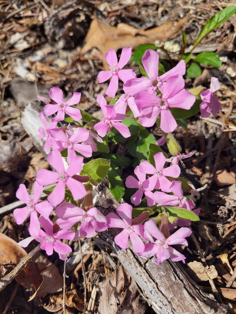 Silene caroliniana subsp. pensylvanica photo 5
