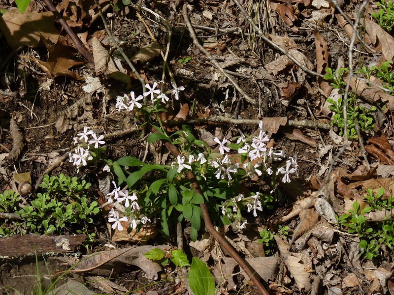 Silene caroliniana subsp. pensylvanica photo 6