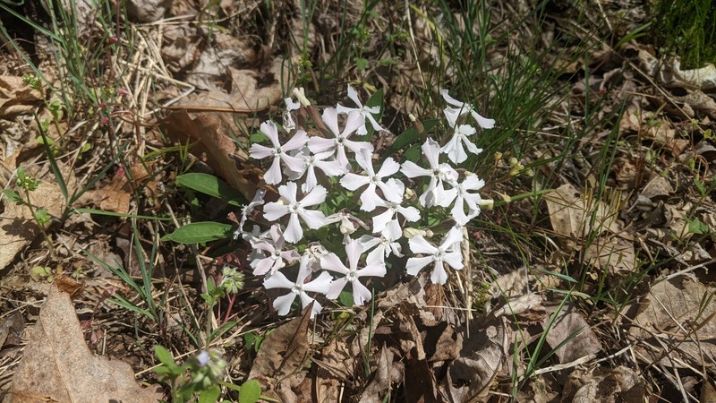 Silene caroliniana subsp. pensylvanica photo 7