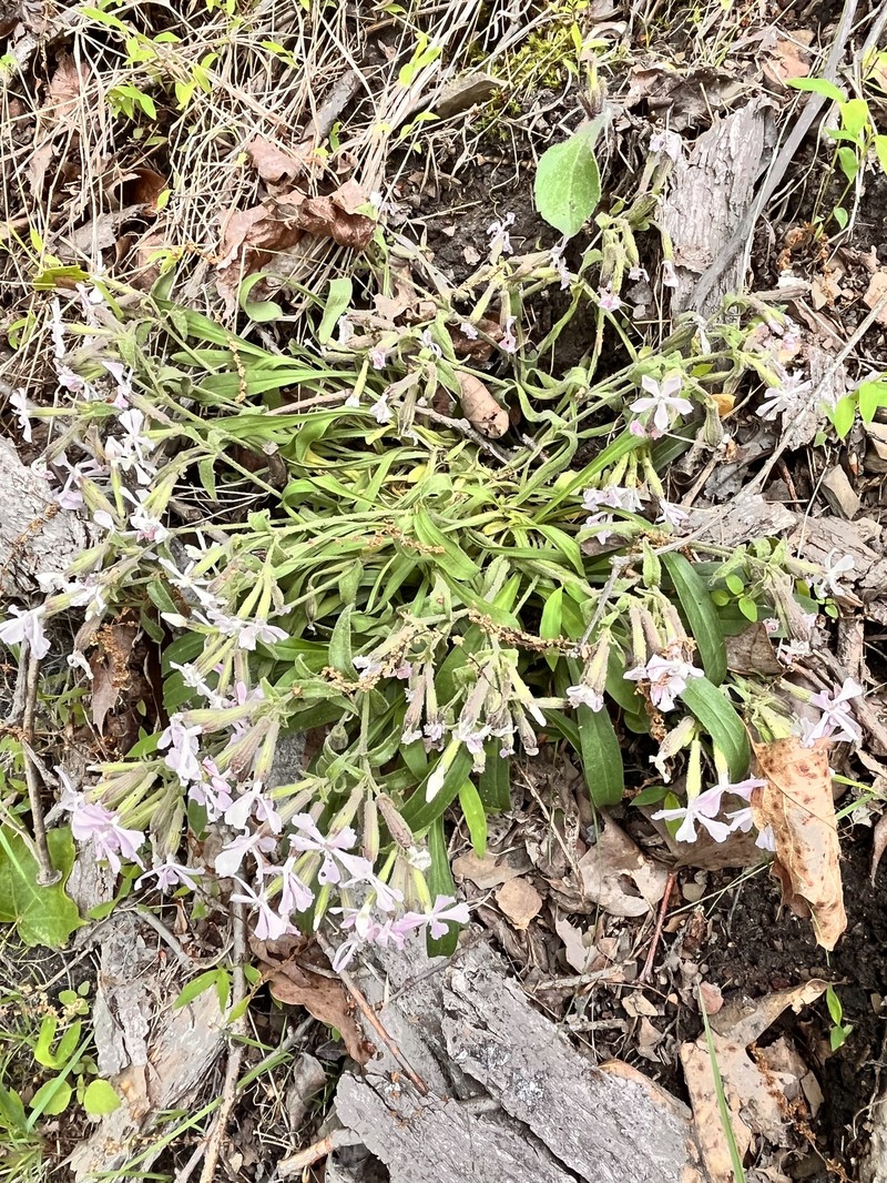 Silene caroliniana subsp. pensylvanica photo 8