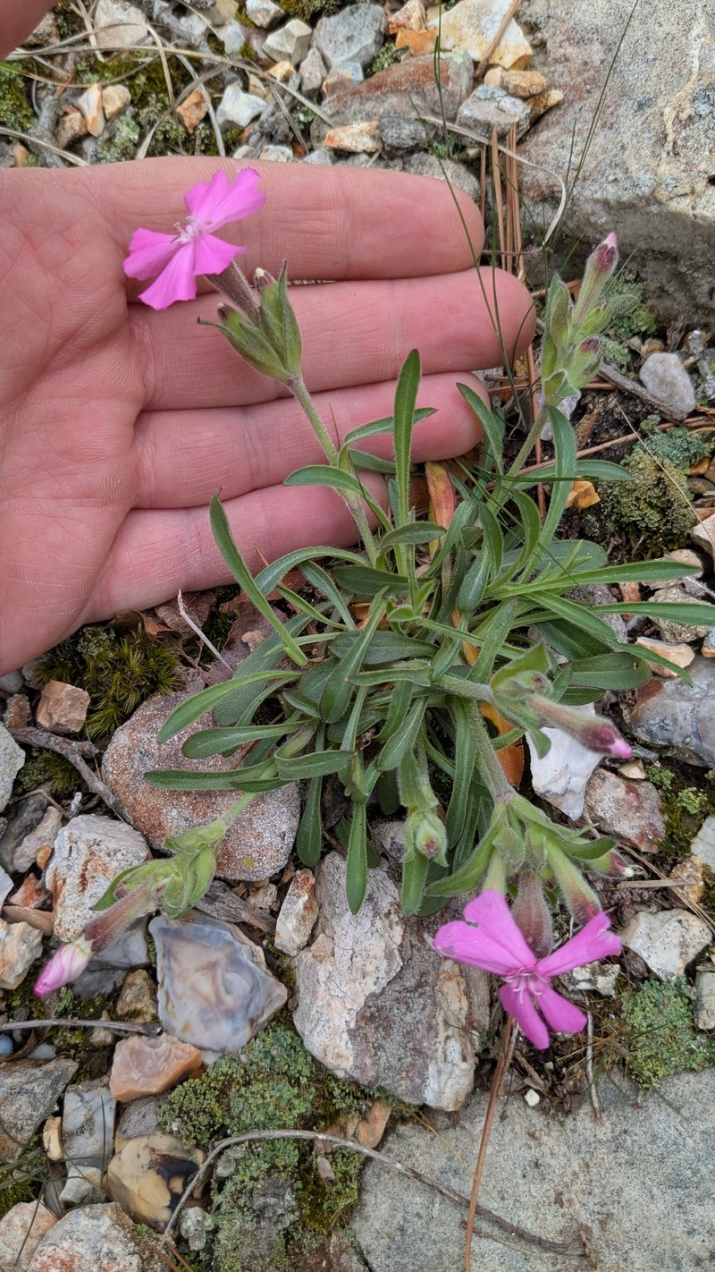 Silene caroliniana subsp. wherryi