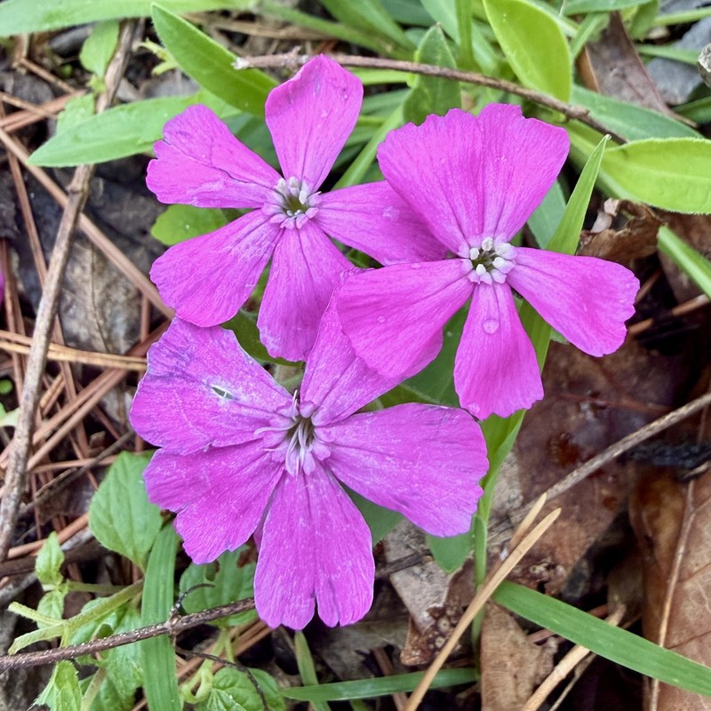 Silene caroliniana subsp. wherryi photo 2