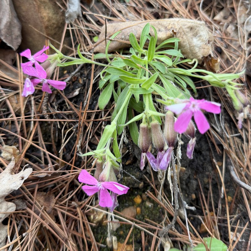 Silene caroliniana subsp. wherryi photo 3