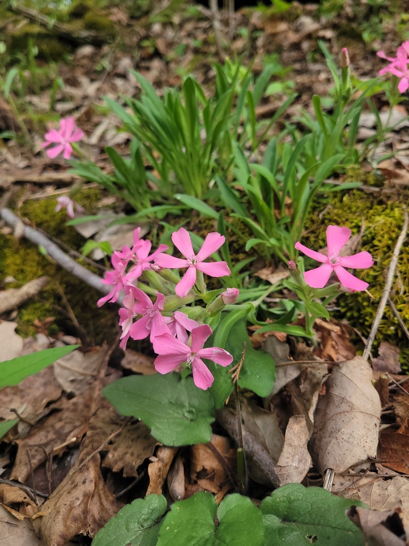 Silene caroliniana subsp. wherryi photo 4