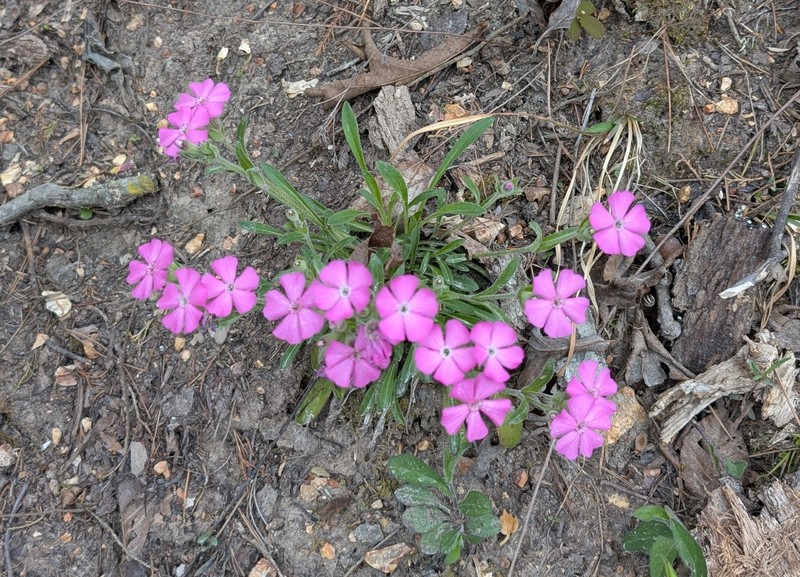 Silene caroliniana subsp. wherryi photo 5