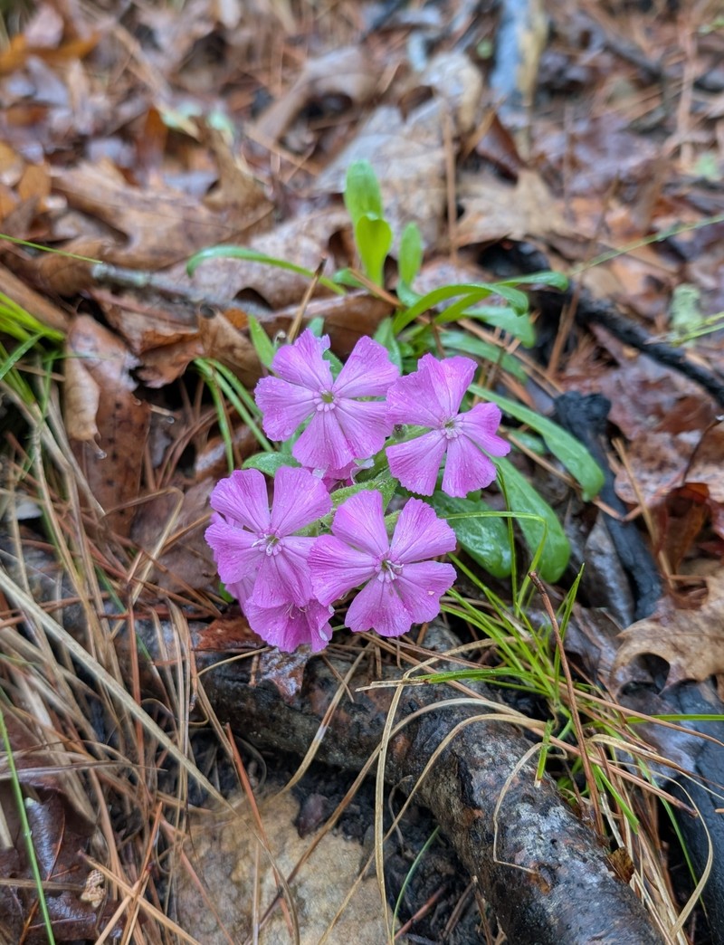Silene caroliniana subsp. wherryi photo 6