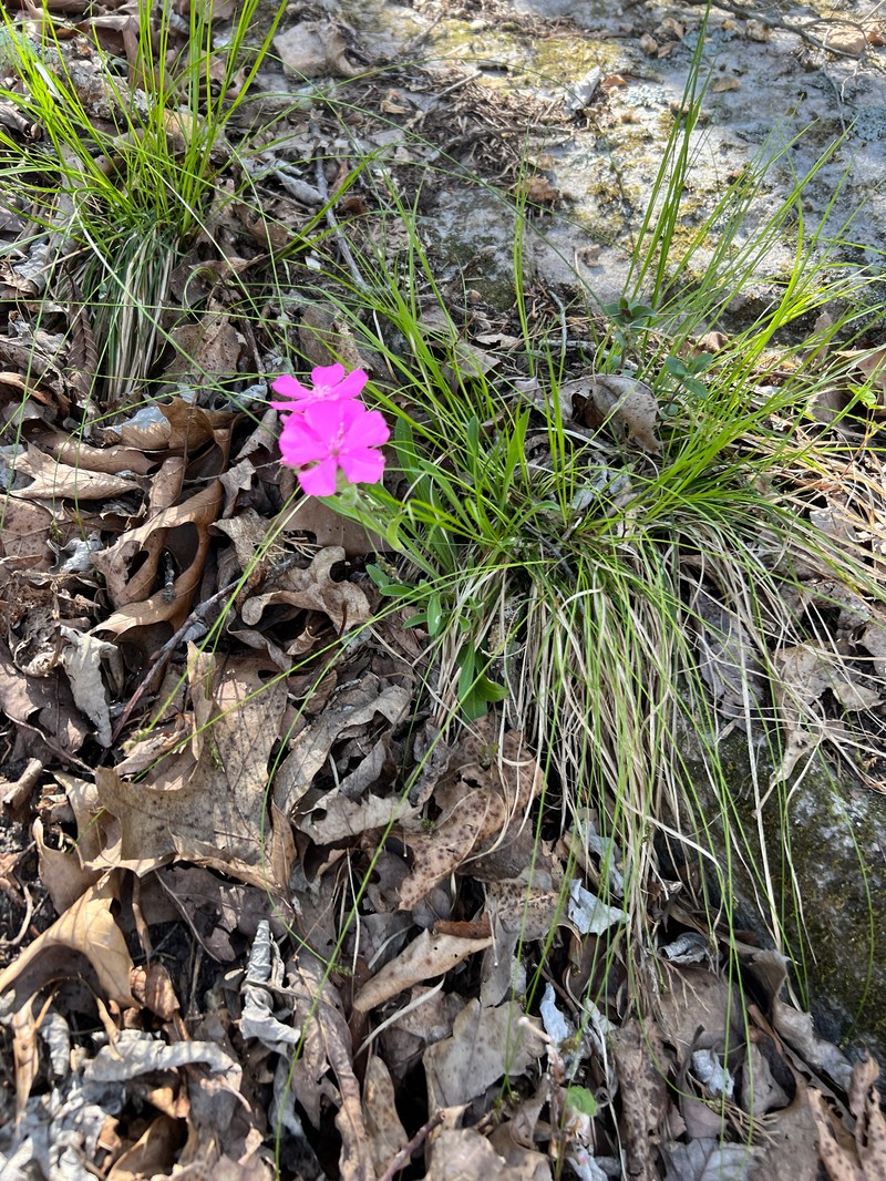 Silene caroliniana subsp. wherryi photo 7
