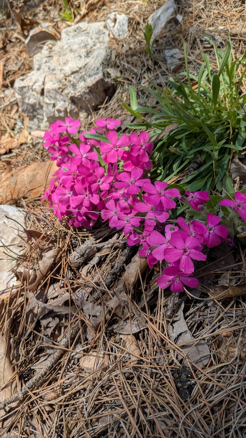 Silene caroliniana subsp. wherryi photo 8