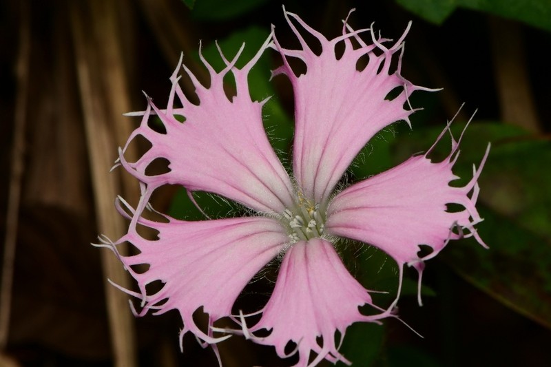 Eastern Fringed Catchfly