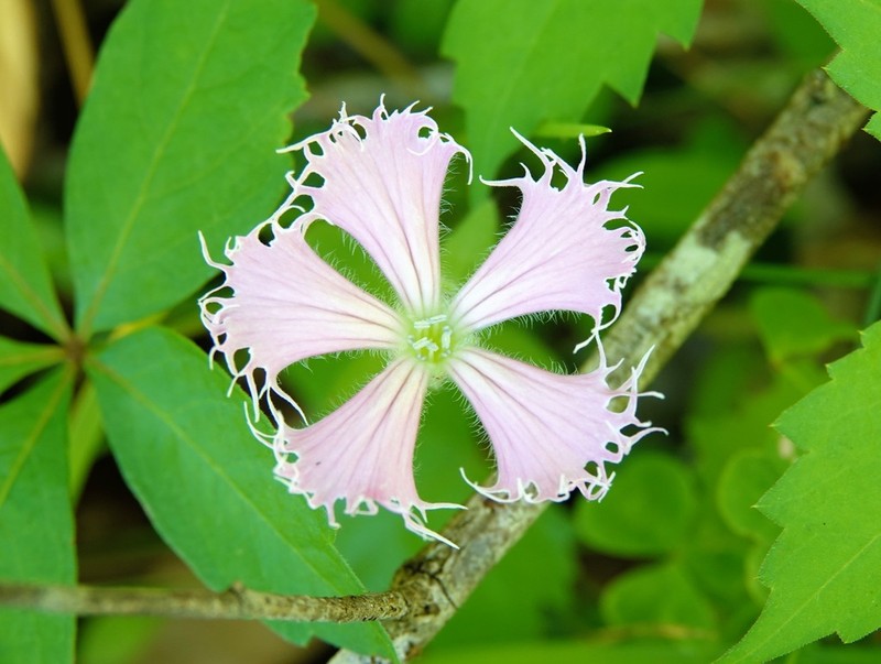 Eastern Fringed Catchfly photo 2