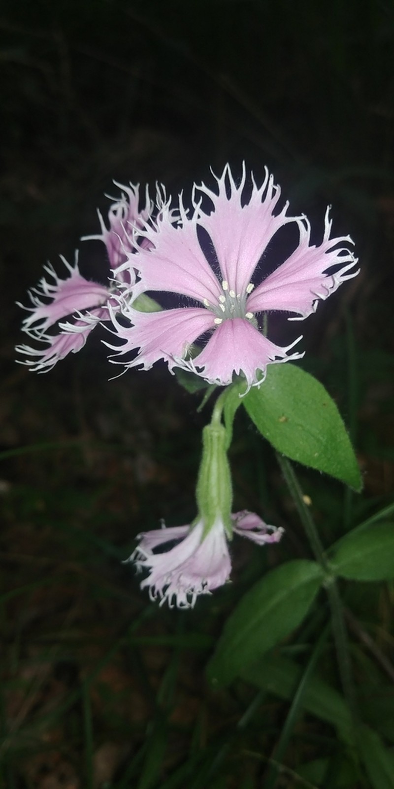 Eastern Fringed Catchfly photo 3