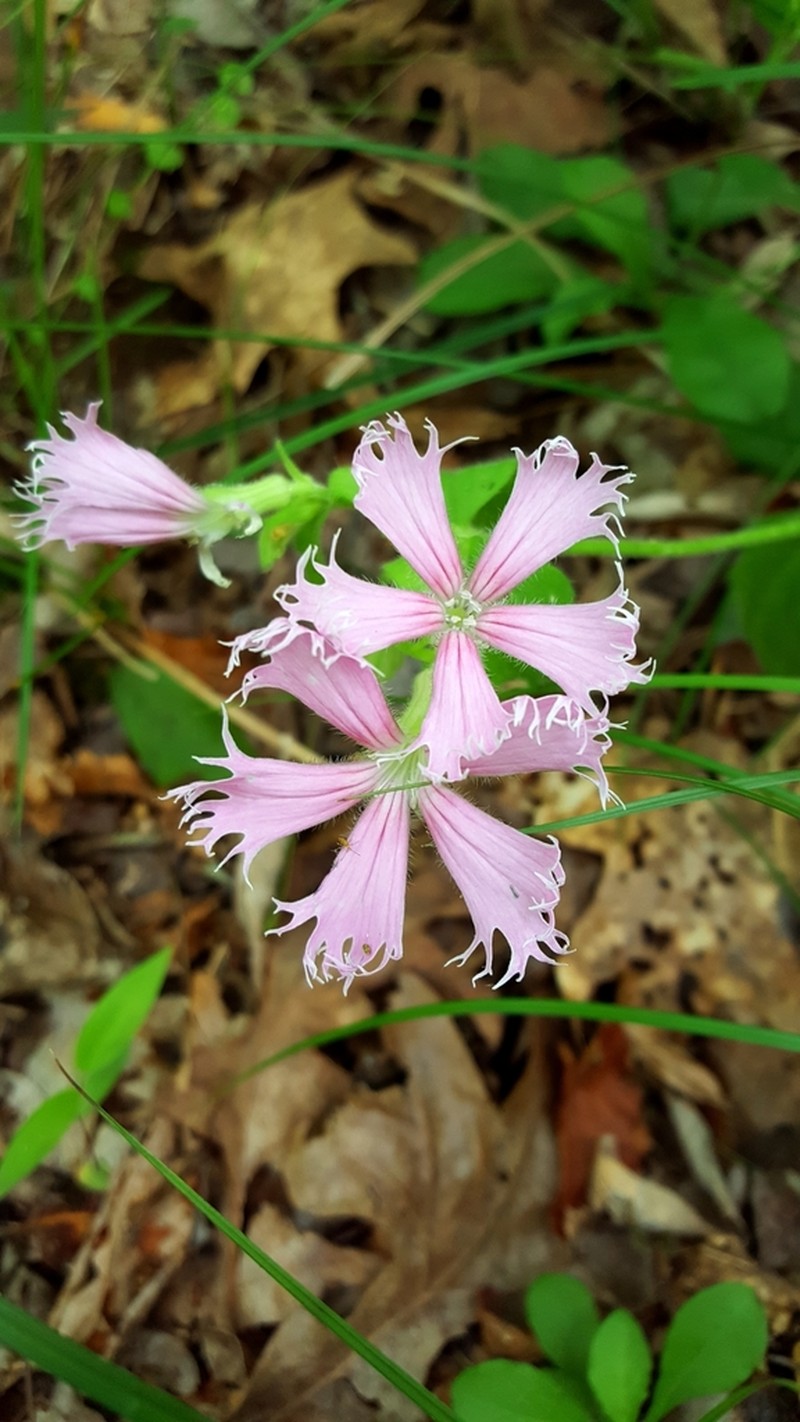 Eastern Fringed Catchfly photo 4