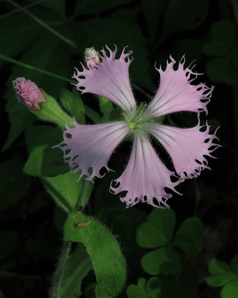 Eastern Fringed Catchfly photo 5