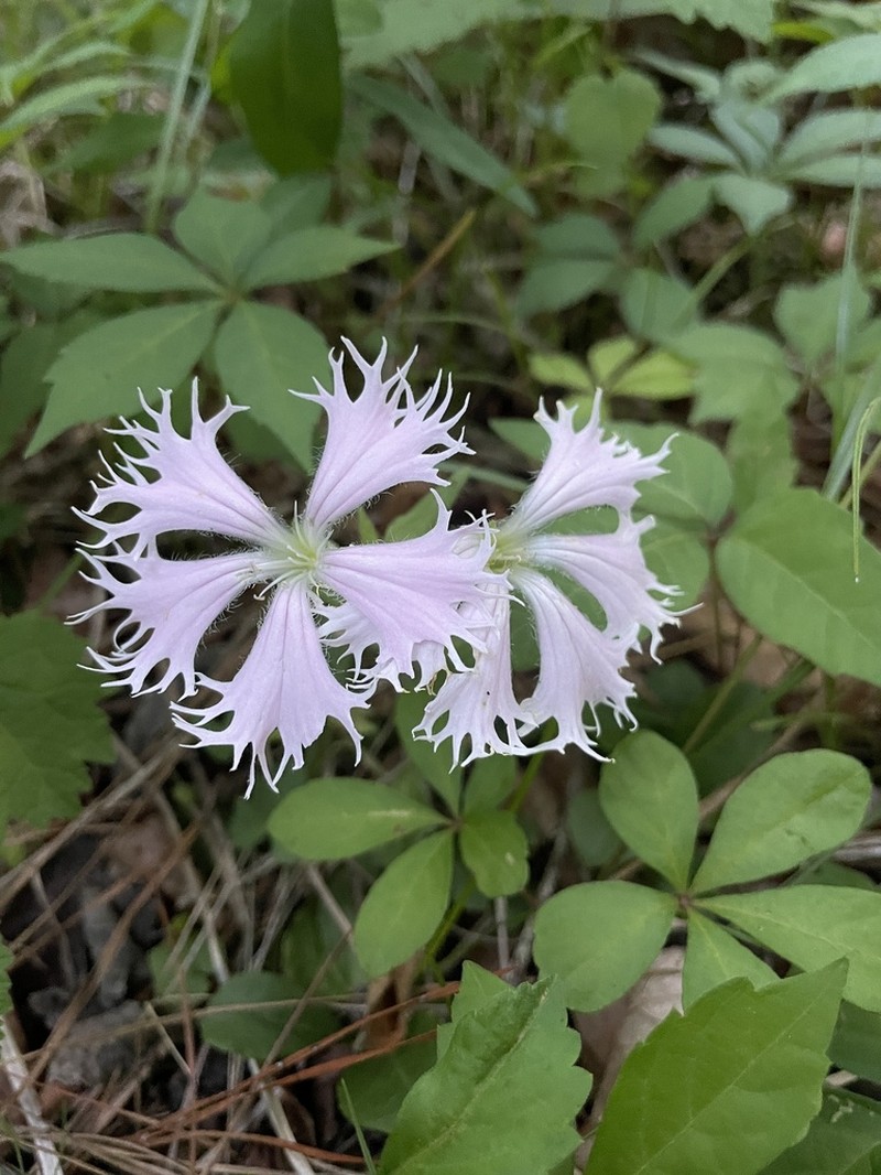 Eastern Fringed Catchfly photo 6
