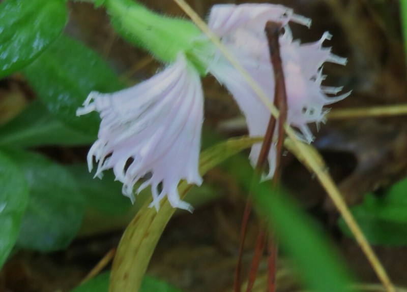 Eastern Fringed Catchfly photo 7