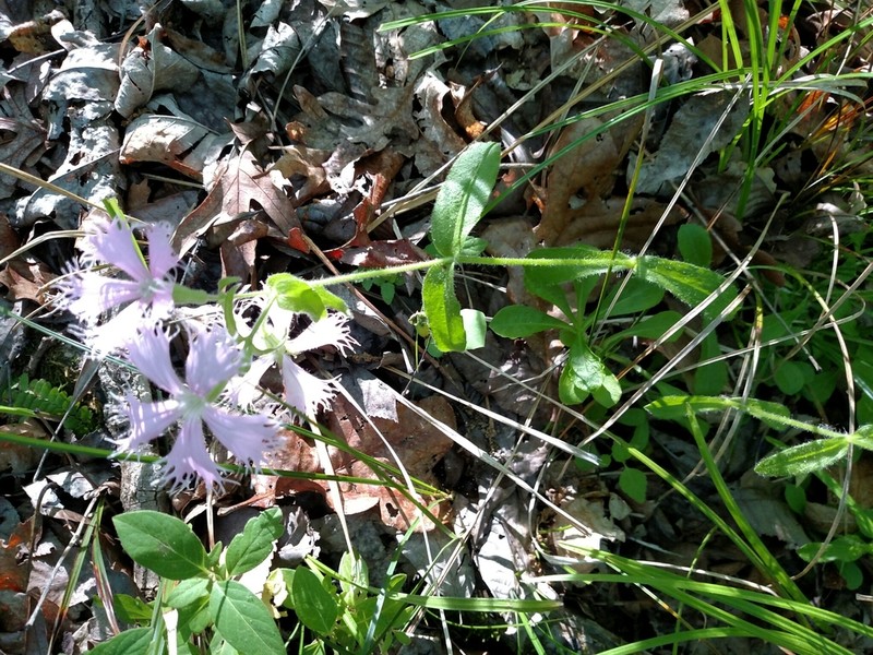 Eastern Fringed Catchfly photo 8