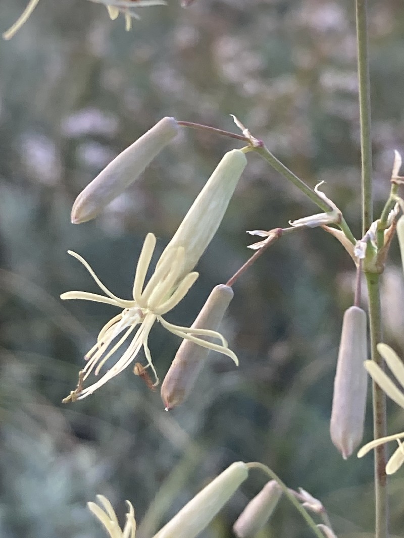 Yellowgreen Catchfly photo 5