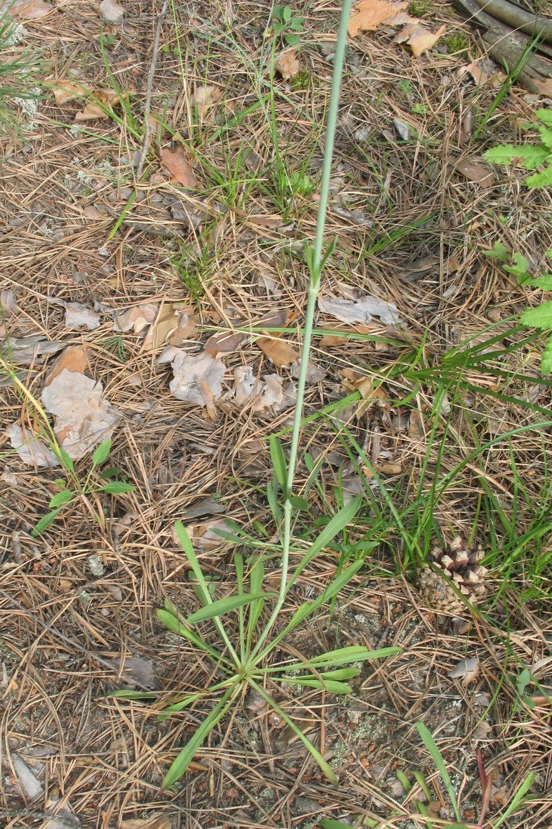 Yellowgreen Catchfly photo 2