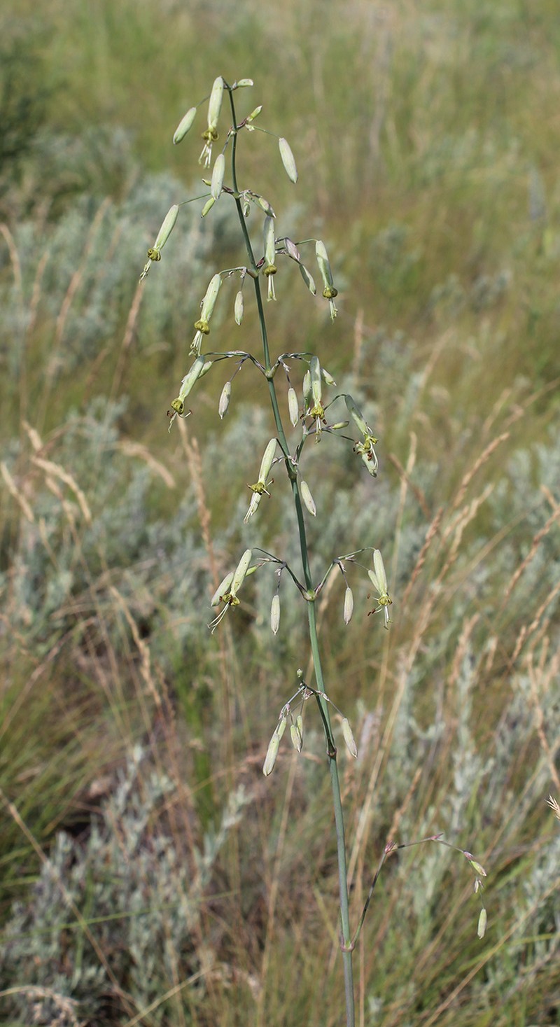 Yellowgreen Catchfly