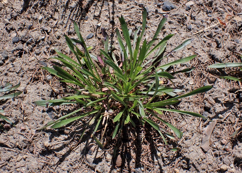 Yellowgreen Catchfly photo 3