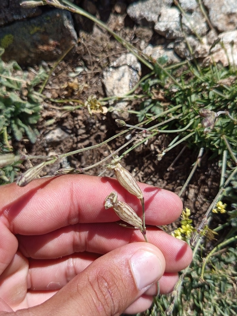 Silene ciliata subsp. ciliata