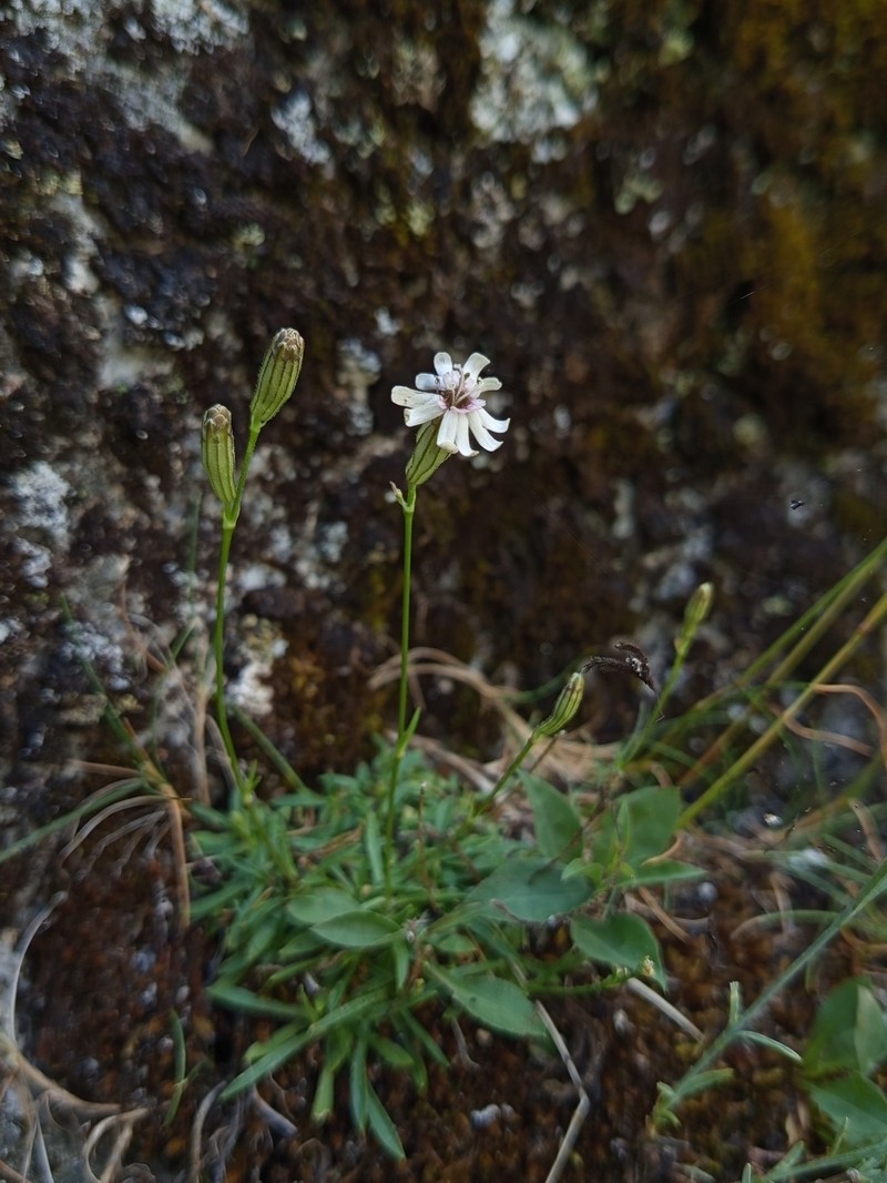 Silene ciliata subsp. ciliata photo 2