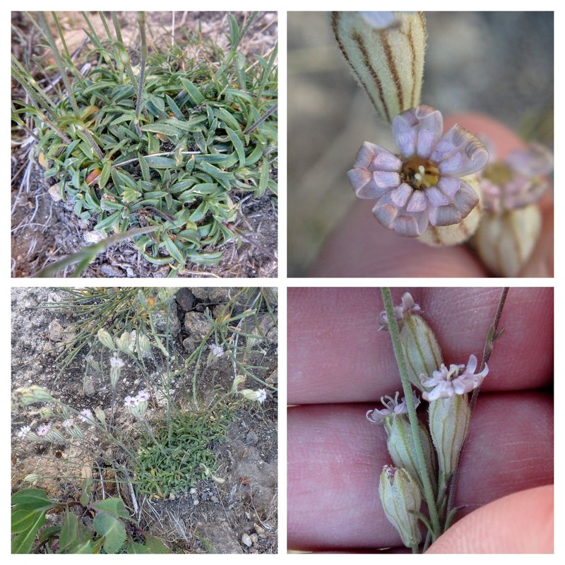 Silene ciliata subsp. ciliata photo 4