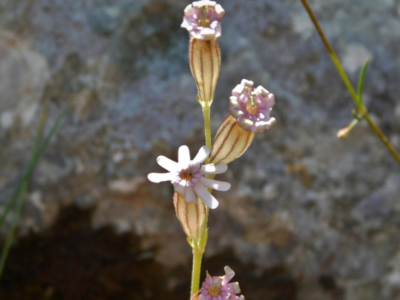 Silene ciliata subsp. graefferi