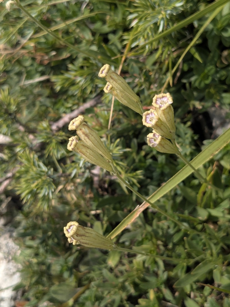 Silene ciliata subsp. graefferi photo 2