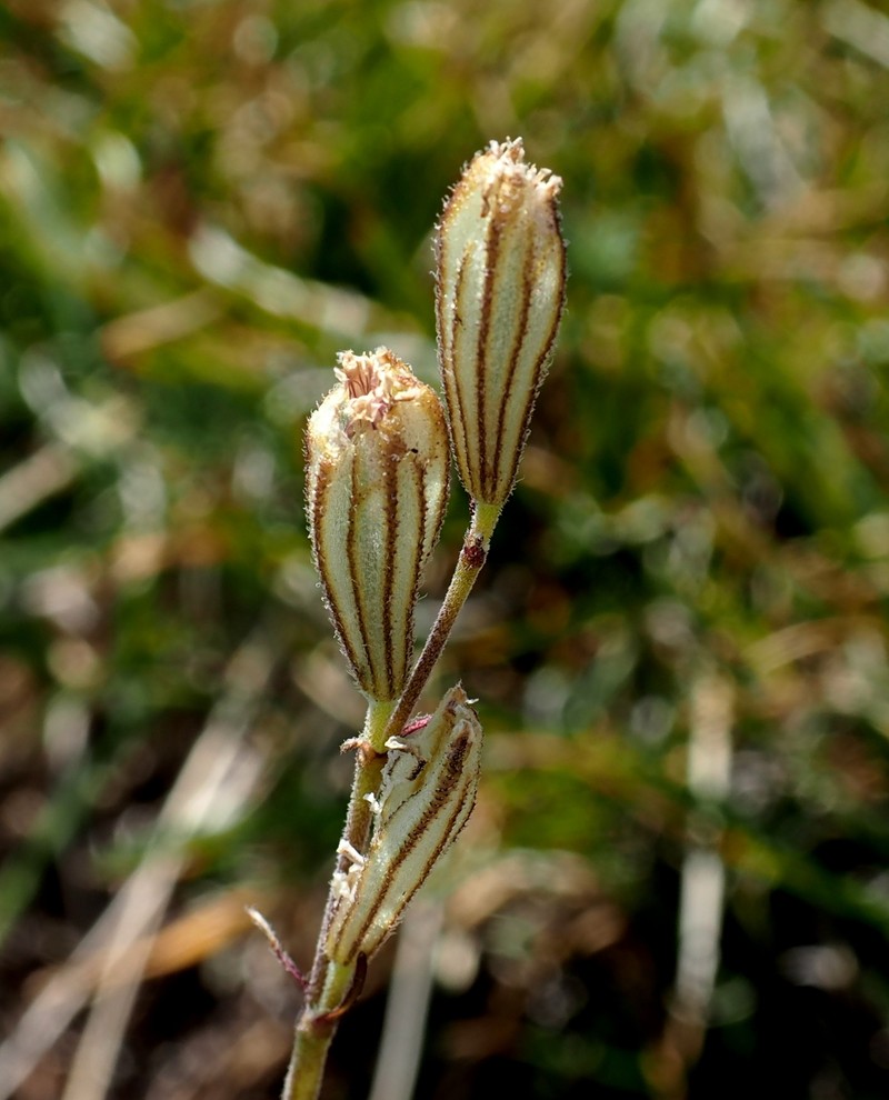 Silene ciliata subsp. graefferi photo 3