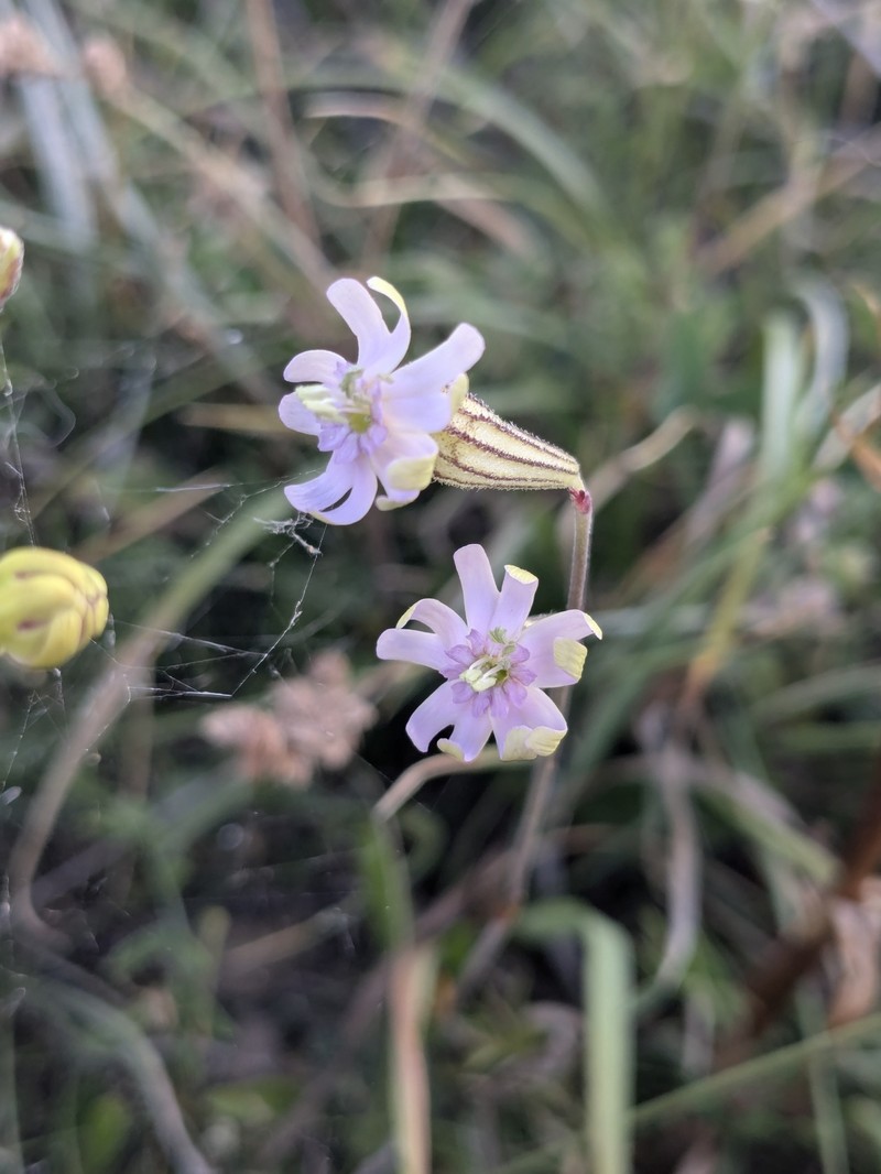 Silene ciliata subsp. graefferi photo 4