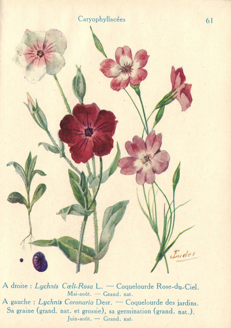 Rose Silene photo 3