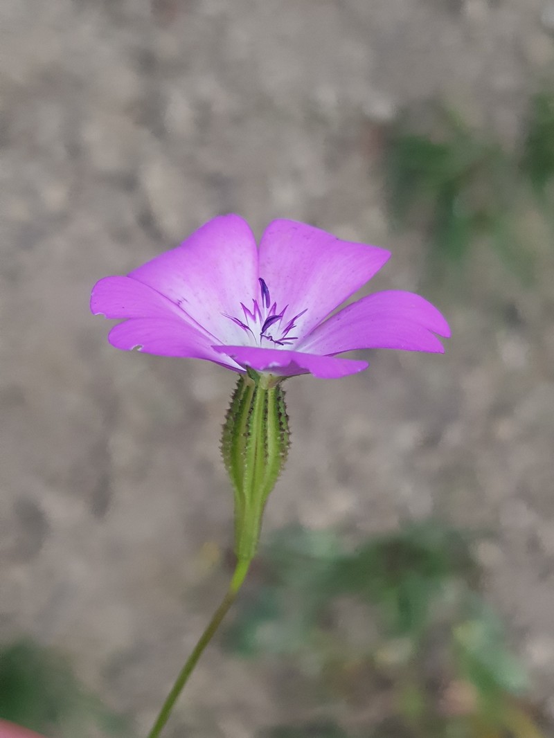 Rose Silene photo 4