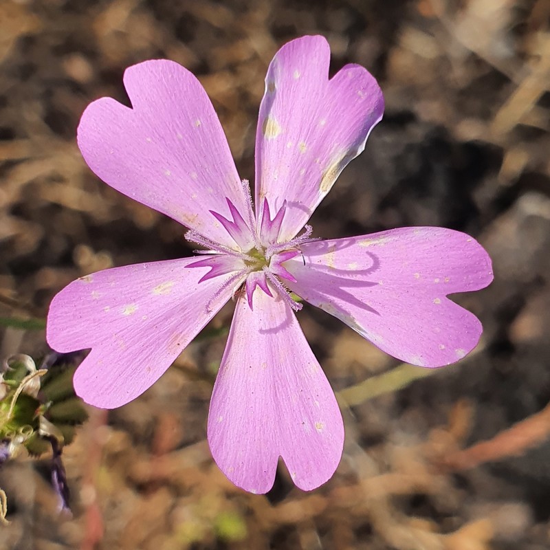 Rose Silene photo 5