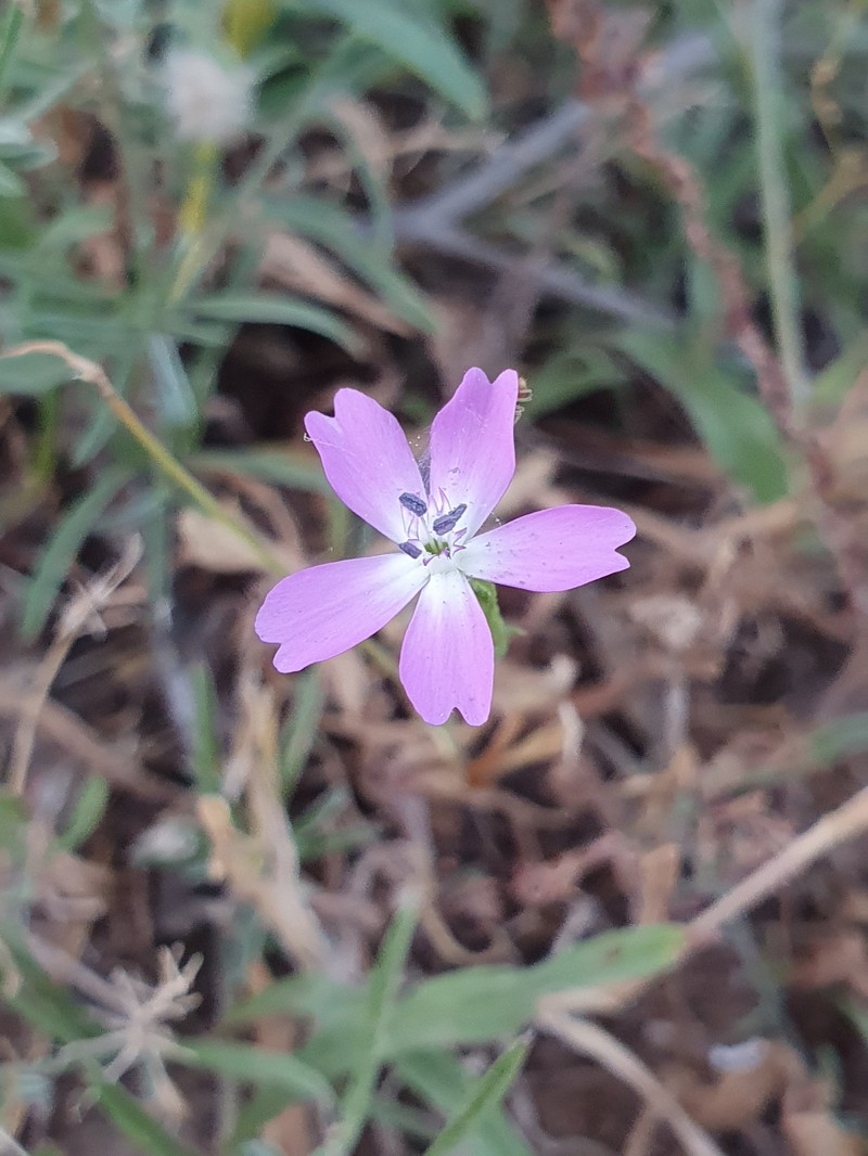 Rose Silene photo 6