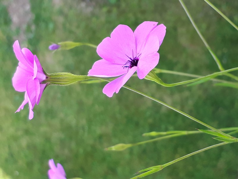 Rose Silene