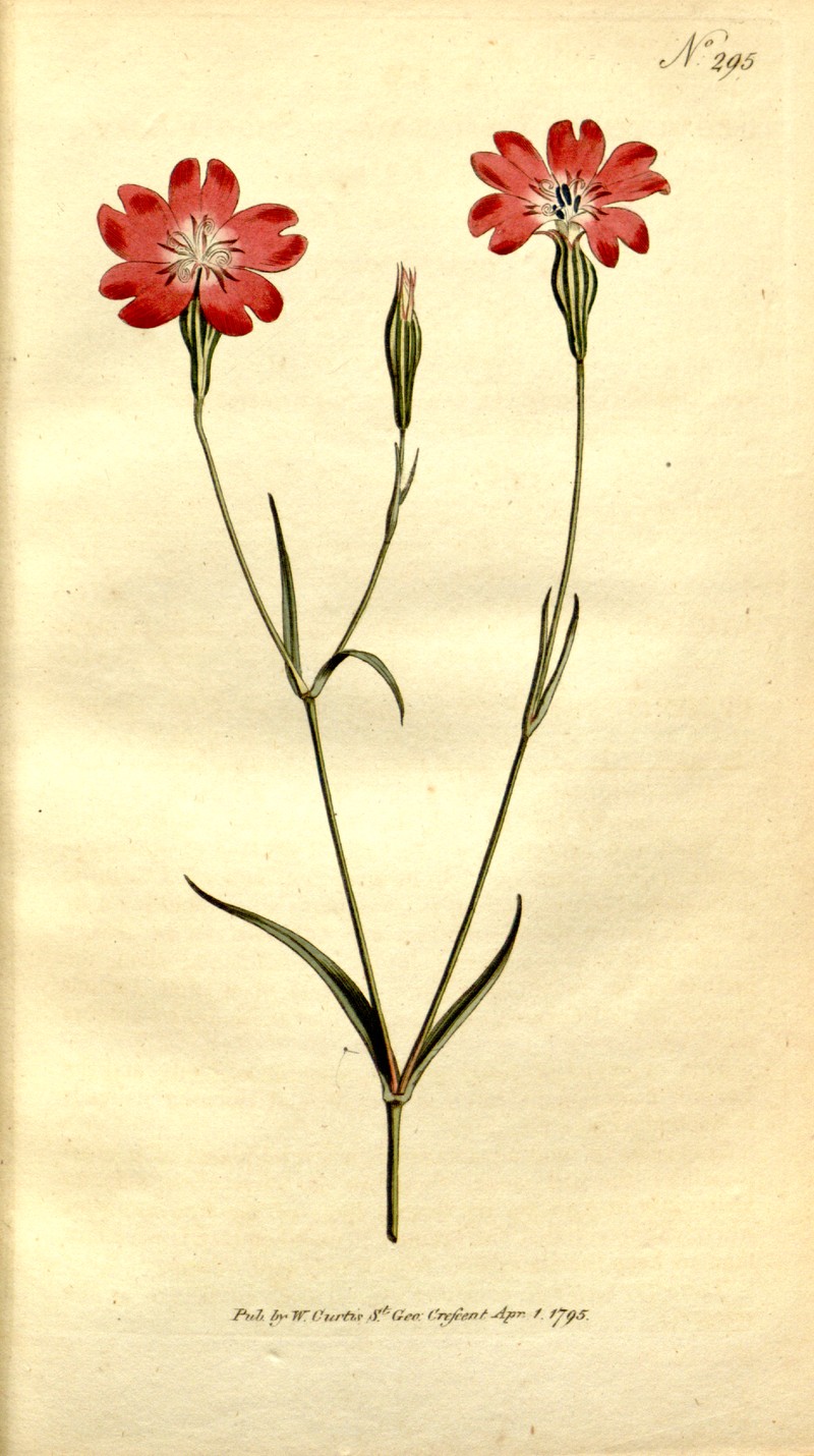 Rose Silene photo 2