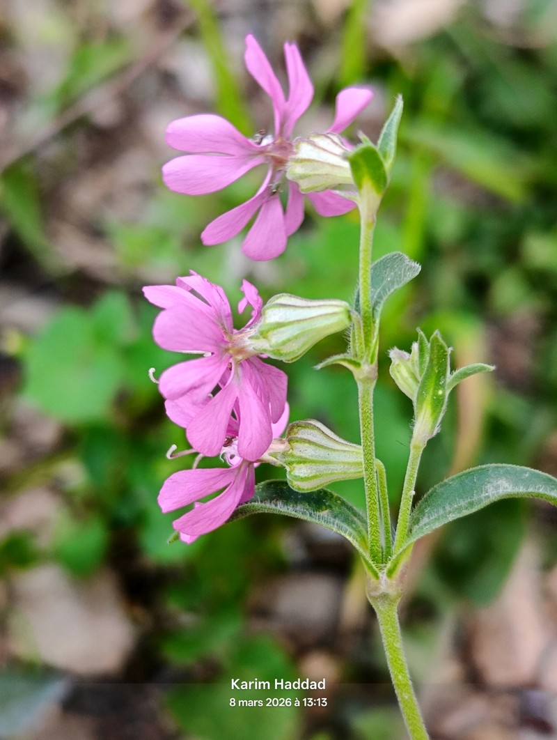 Silene colorata subsp. amphorina