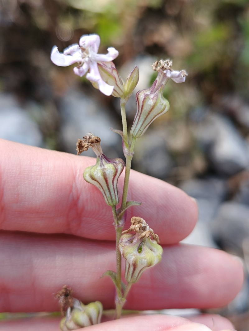 Silene colorata subsp. amphorina photo 2