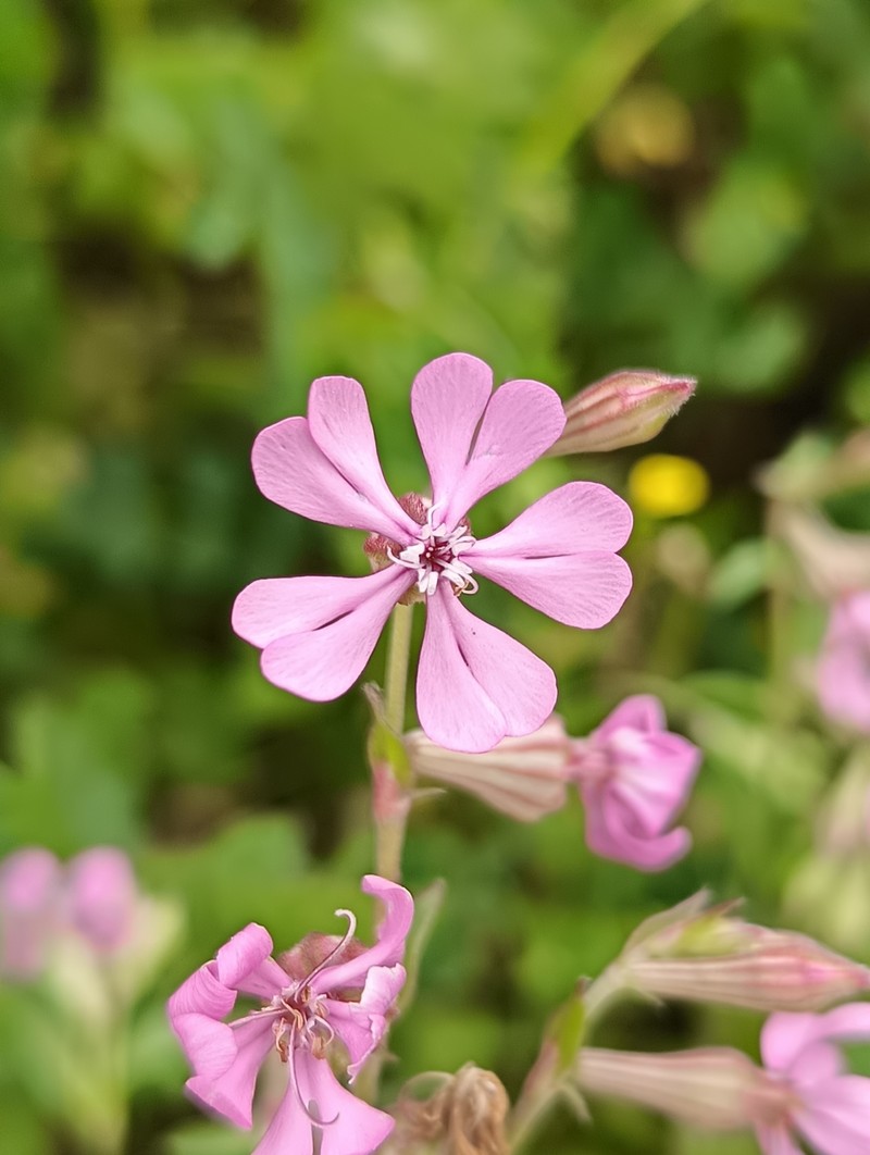 Silene colorata subsp. amphorina photo 3